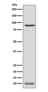 NEDD8 Rabbit Monoclonal Antibody