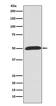 Wnt5a Rabbit Monoclonal Antibody