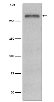 Fibronectin FN1 Rabbit Monoclonal Antibody