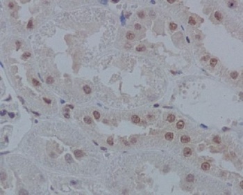 IRF1 Rabbit Monoclonal Antibody