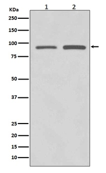 SUZ12 Rabbit Monoclonal Antibody