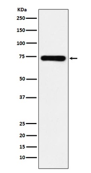SAMHD1 Rabbit Monoclonal Antibody