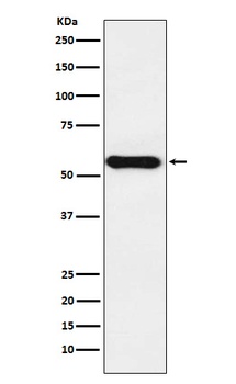 Cytochrome P450 1A2 CYP1A2 Rabbit Monoclonal Antibody