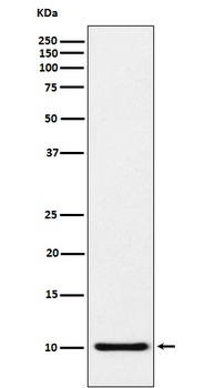 RANTES CCL5 Rabbit Monoclonal Antibody