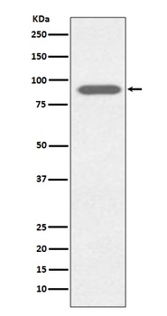 Lactoferrin LTF Rabbit Monoclonal Antibody