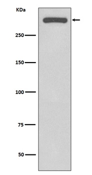 DNA-PKcs PRKDC/DNA Rabbit Monoclonal Antibody