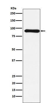 Cullin 1 Rabbit Monoclonal Antibody