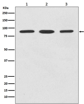 STAT5b Rabbit Monoclonal Antibody