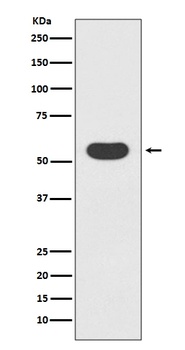 Smad1 Rabbit Monoclonal Antibody