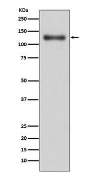 LAMP1/Cd107A Rabbit Monoclonal Antibody