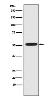 ERG Rabbit Monoclonal Antibody