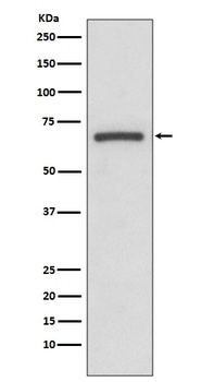 COX1 PTGS1 Rabbit Monoclonal Antibody