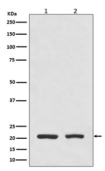 DHFR Rabbit Monoclonal Antibody