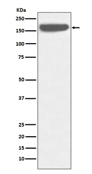 SOS1 Rabbit Monoclonal Antibody