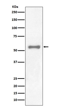 PAX7 Rabbit Monoclonal Antibody