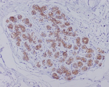 AQP1 Rabbit Monoclonal Antibody