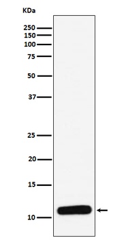 PF4 Rabbit Monoclonal Antibody