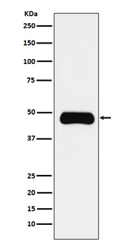 ETS1 Rabbit Monoclonal Antibody
