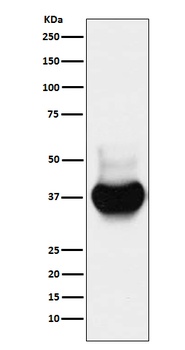 BST2 Rabbit Monoclonal Antibody