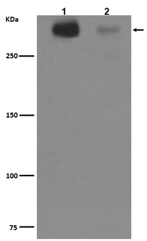 Tenascin C TNC Rabbit Monoclonal Antibody