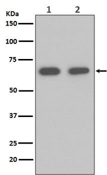 Hsp70 HSPA1A Rabbit Monoclonal Antibody