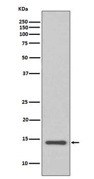 Cystatin C CST3 Rabbit Monoclonal Antibody
