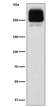 MRP2 ABCC2 Rabbit Monoclonal Antibody