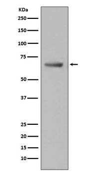 Paxillin PXN Rabbit Monoclonal Antibody