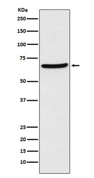 CDT1 Rabbit Monoclonal Antibody