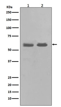 Chk1 CHEK1 Rabbit Monoclonal Antibody