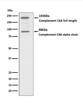 C4A Rabbit Monoclonal Antibody