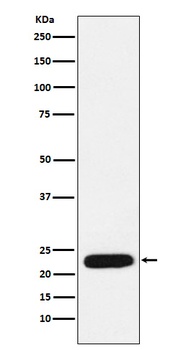 mtTFA Rabbit Monoclonal Antibody