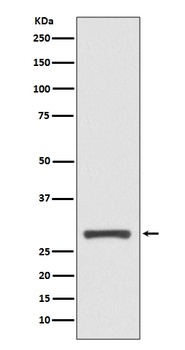 14-3-3 sigma SFN/14 Rabbit Monoclonal Antibody