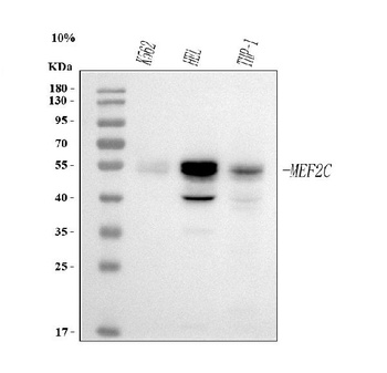 MEF2A+MEF2C/MEF2A Rabbit Monoclonal Antibody