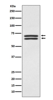 PDPK1/Pdk 1 Rabbit Monoclonal Antibody
