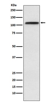 CRM1 Rabbit Monoclonal Antibody