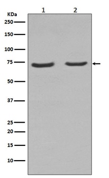 NGFR/P75 Rabbit Monoclonal Antibody