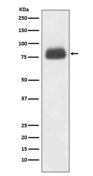 CD36/Sr B3 Rabbit Monoclonal Antibody
