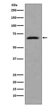 CDC7 Rabbit Monoclonal Antibody