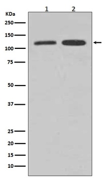 Vinculin VCL Rabbit Monoclonal Antibody