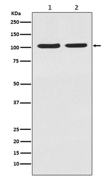 HIF-2 alpha EPAS1/HIF Rabbit Monoclonal Antibody