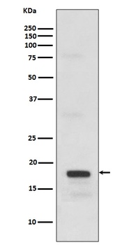 SCF Rabbit Monoclonal Antibody