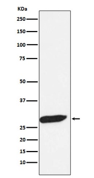 FHL1 Monoclonal Antibody