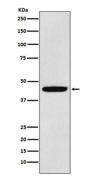 PDK1 Rabbit Monoclonal Antibody