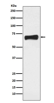 NR5A2/Lrh 1 Rabbit Monoclonal Antibody