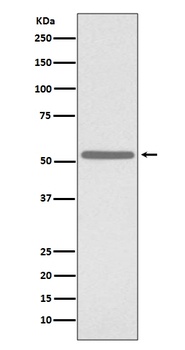 Cdc25C Rabbit Monoclonal Antibody