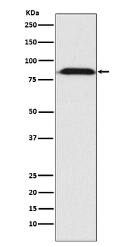 Furin Rabbit Monoclonal Antibody