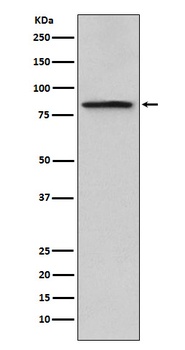 Periostin Rabbit Monoclonal Antibody