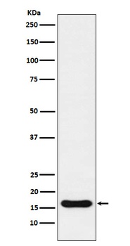 Iba1 AIF1 Rabbit Monoclonal Antibody