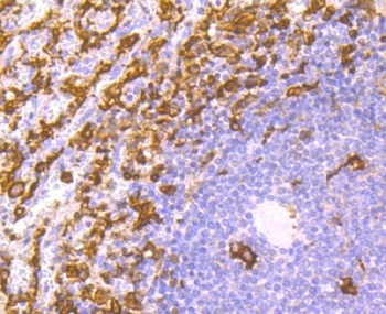 Iba1 AIF1 Rabbit Monoclonal Antibody